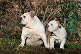 BULLDOG ANGLAIS 065